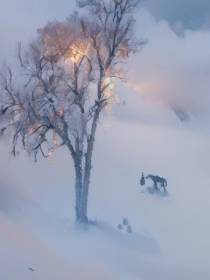 冬有雪,梅已落