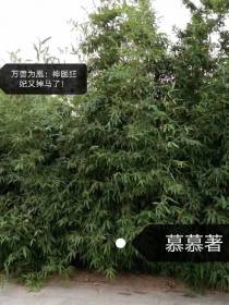 万兽为凰：神医狂妃又掉马了！
