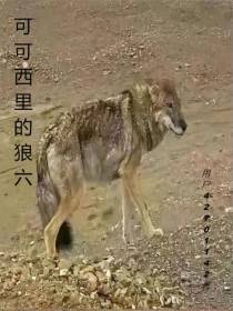 可可西里的狼六